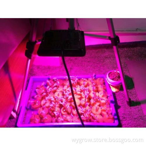 Factory direct Price 50W IP67 Cob Grow Lights